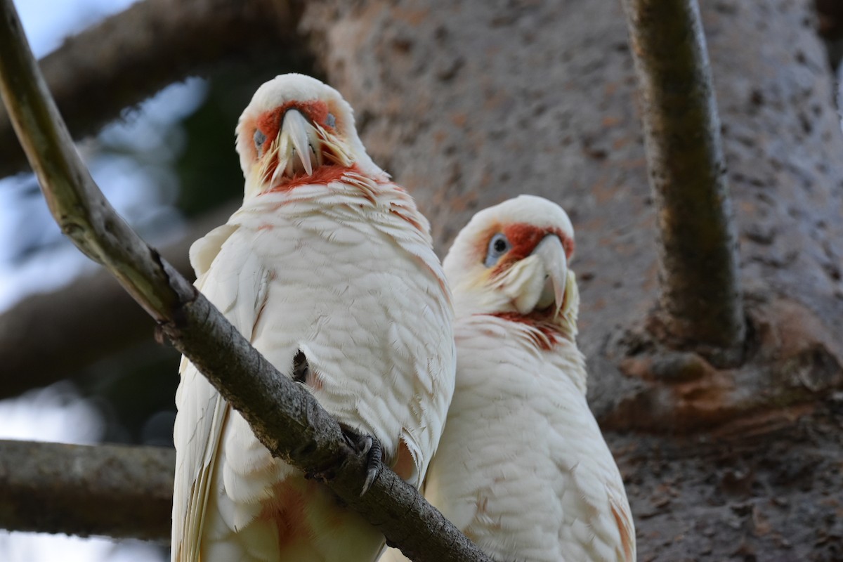 Long-billed Corella - ML620528833