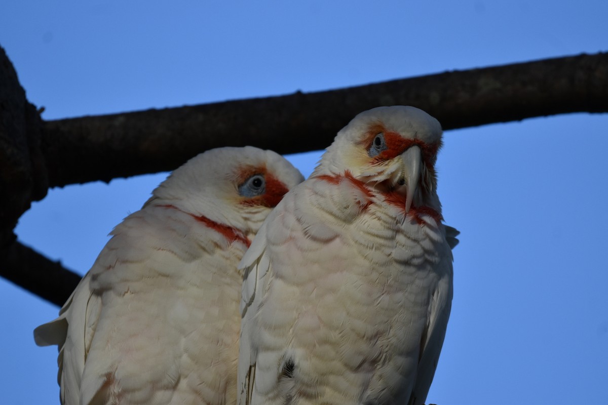 Cacatoès corella - ML620528834