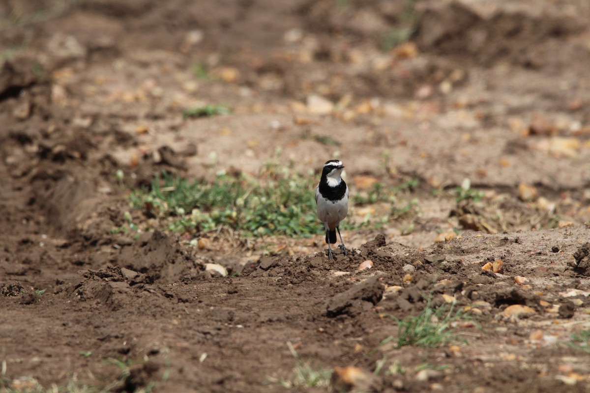 Capped Wheatear - ML620528841