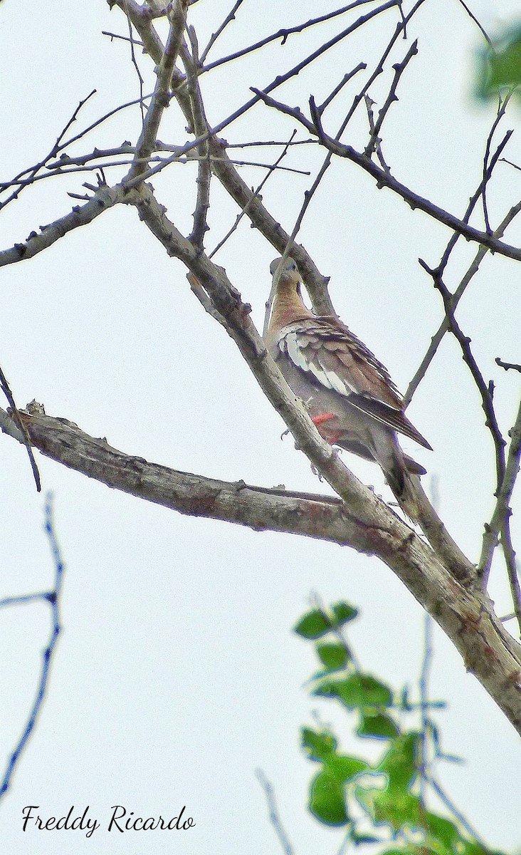 White-winged Dove - ML620528844