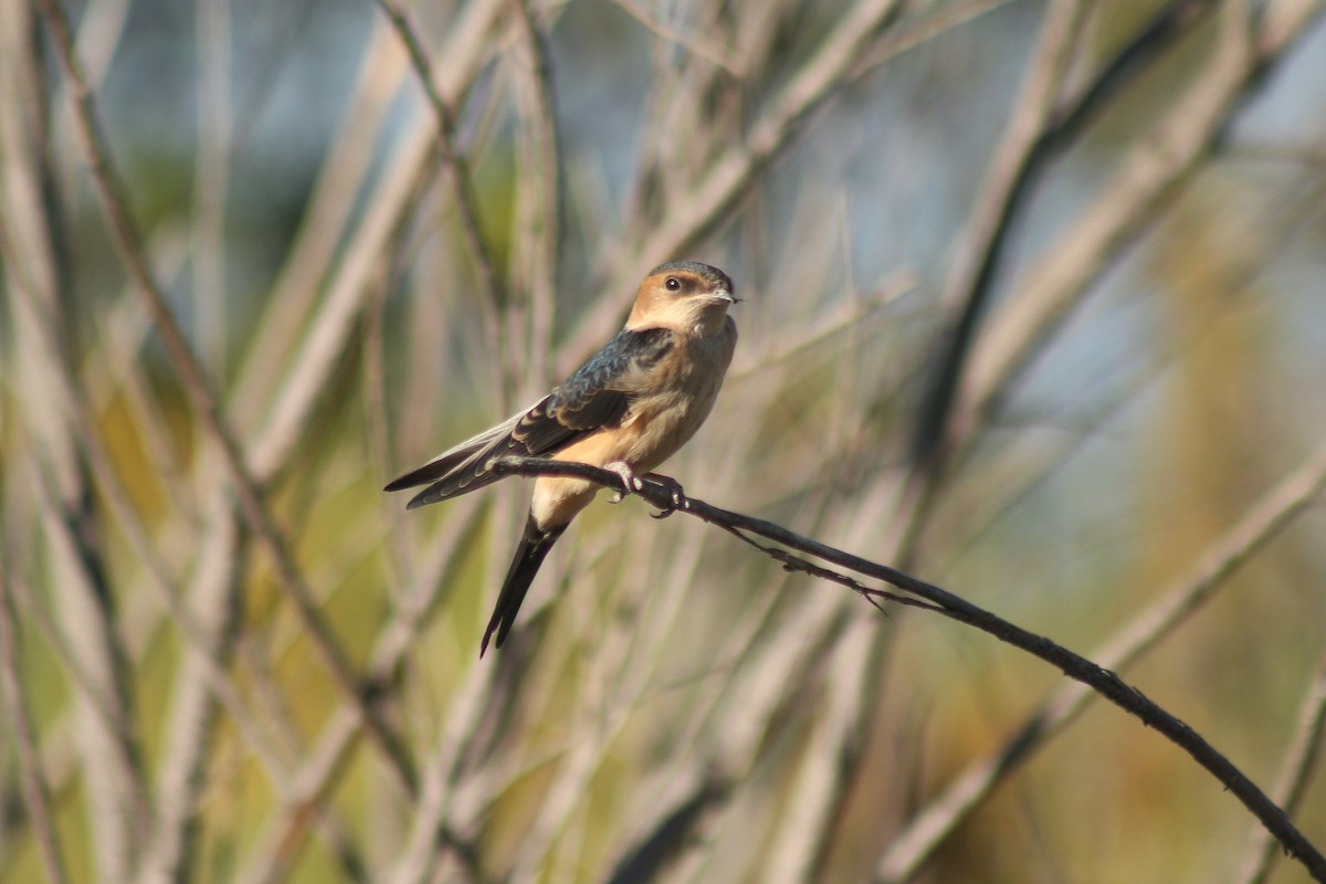 Red-rumped Swallow - ML620528845