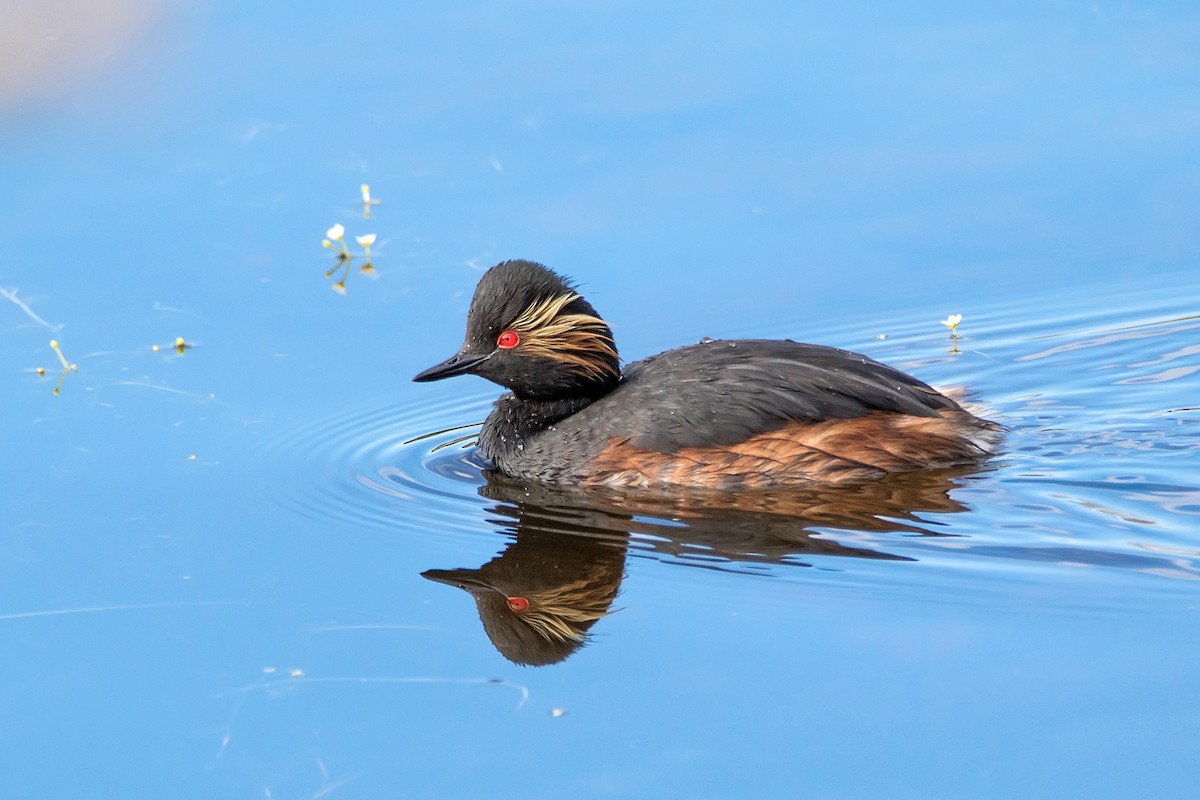 Eared Grebe - ML620528847