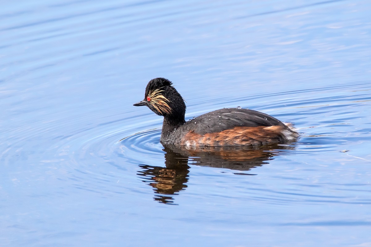 Eared Grebe - ML620528848