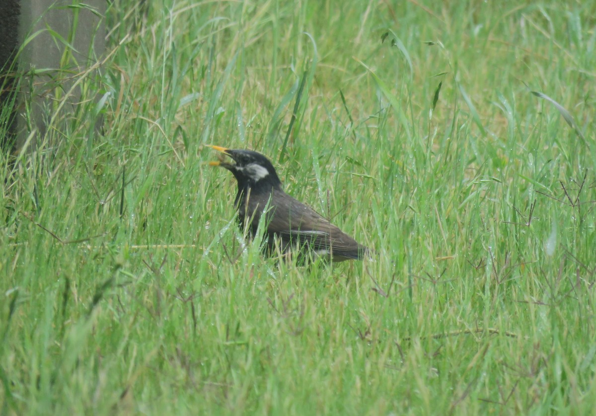 White-cheeked Starling - ML620528854