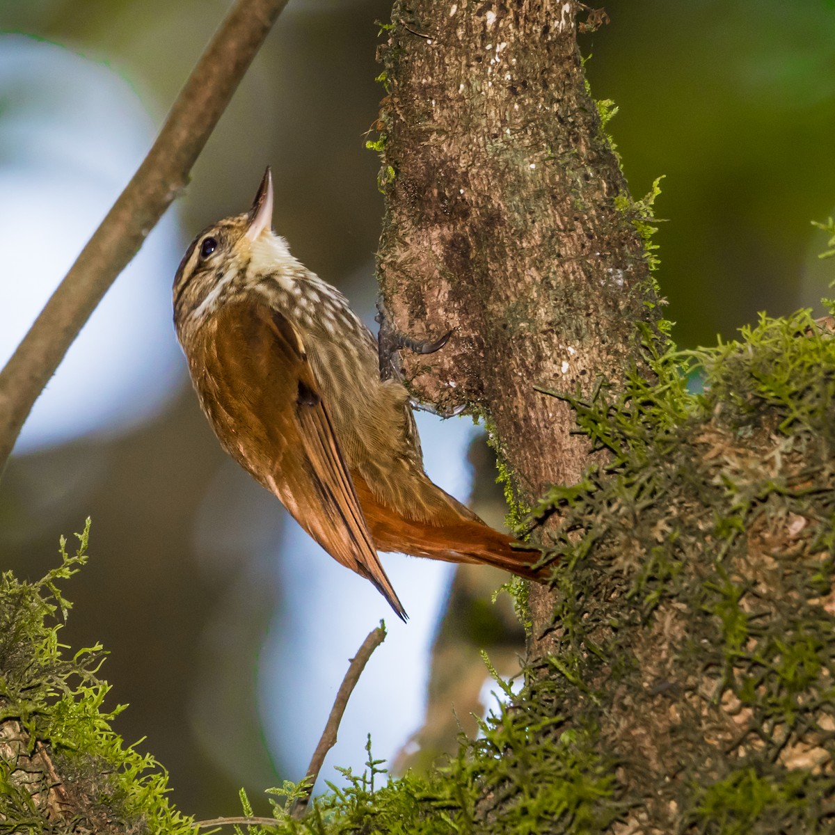 Streaked Xenops - ML620528857