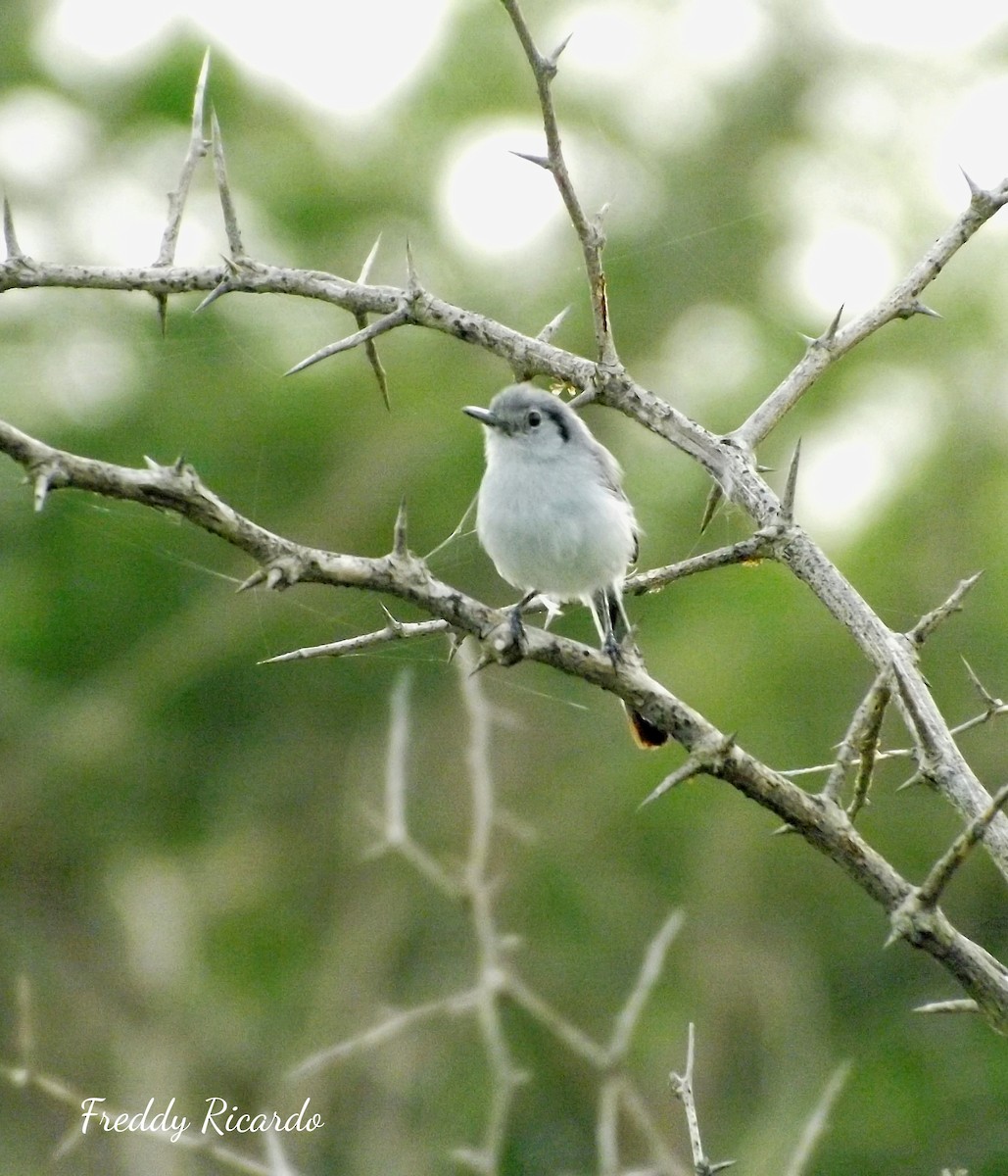 Cuban Gnatcatcher - ML620528869