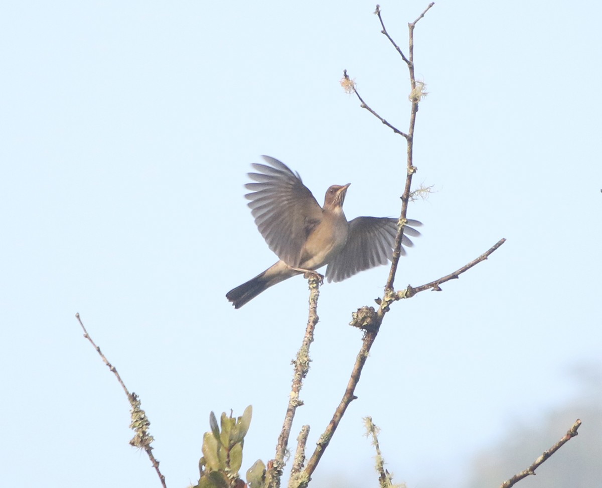 Creamy-bellied Thrush - ML620528871