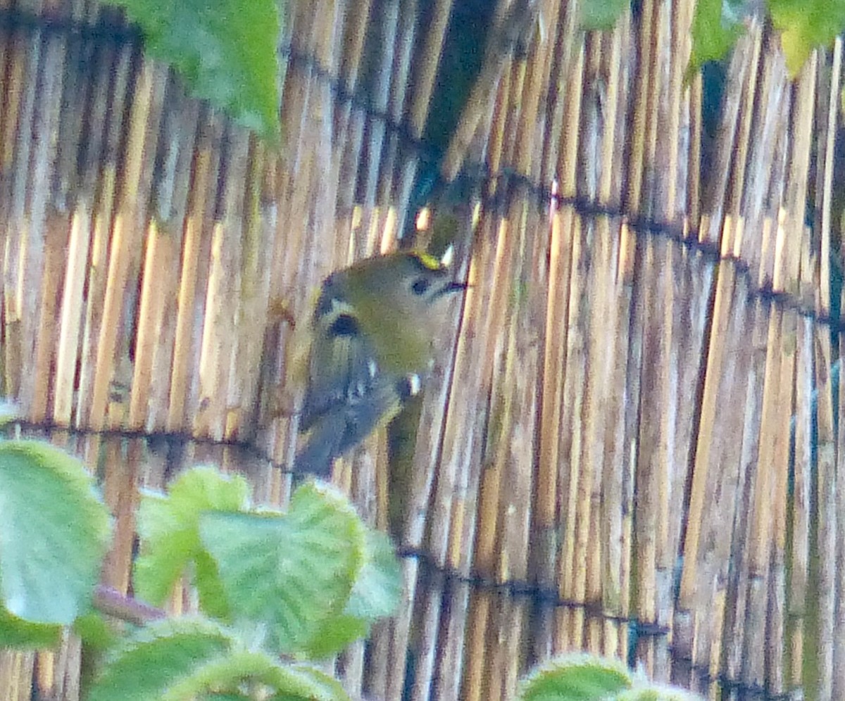 Goldcrest - ML620528872