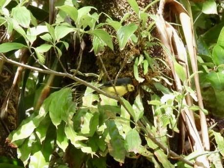 Collared Redstart - ML620528875