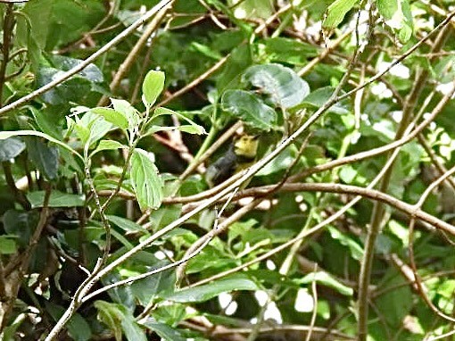 Collared Redstart - ML620528878