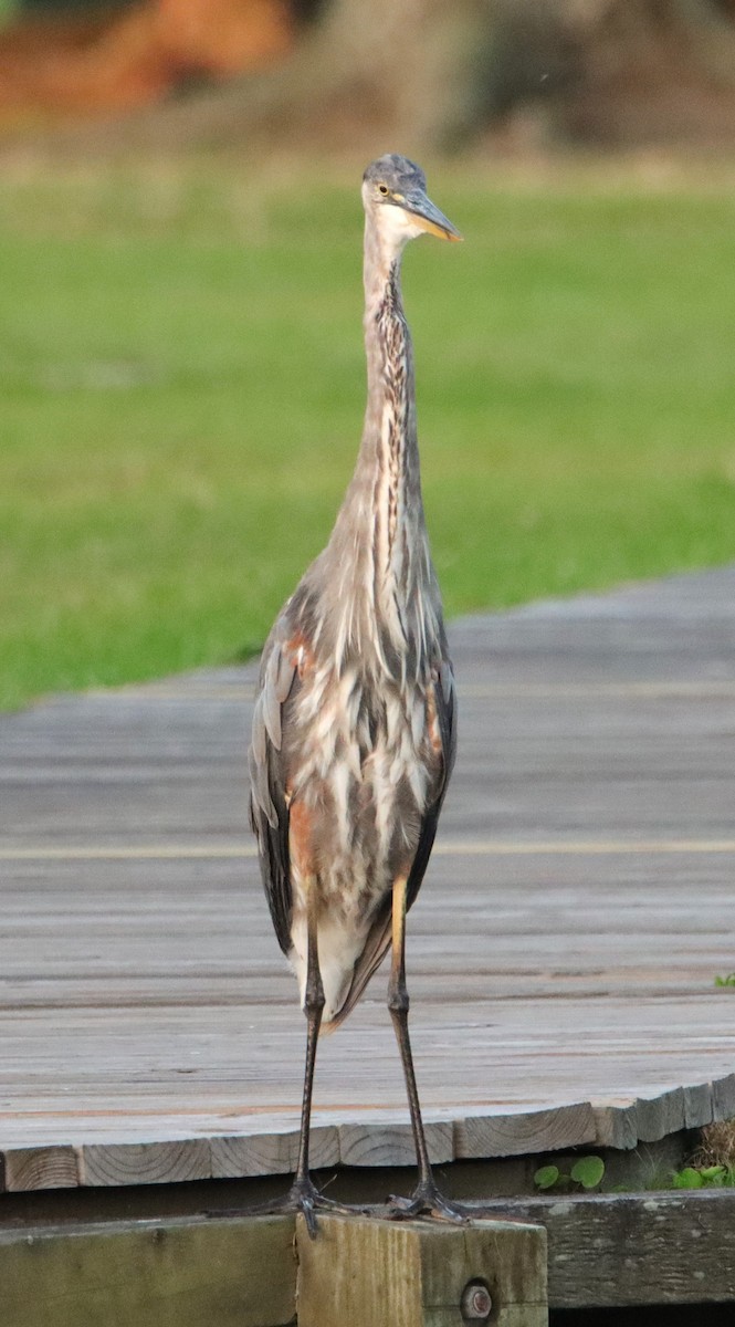 Great Blue Heron - ML620528883