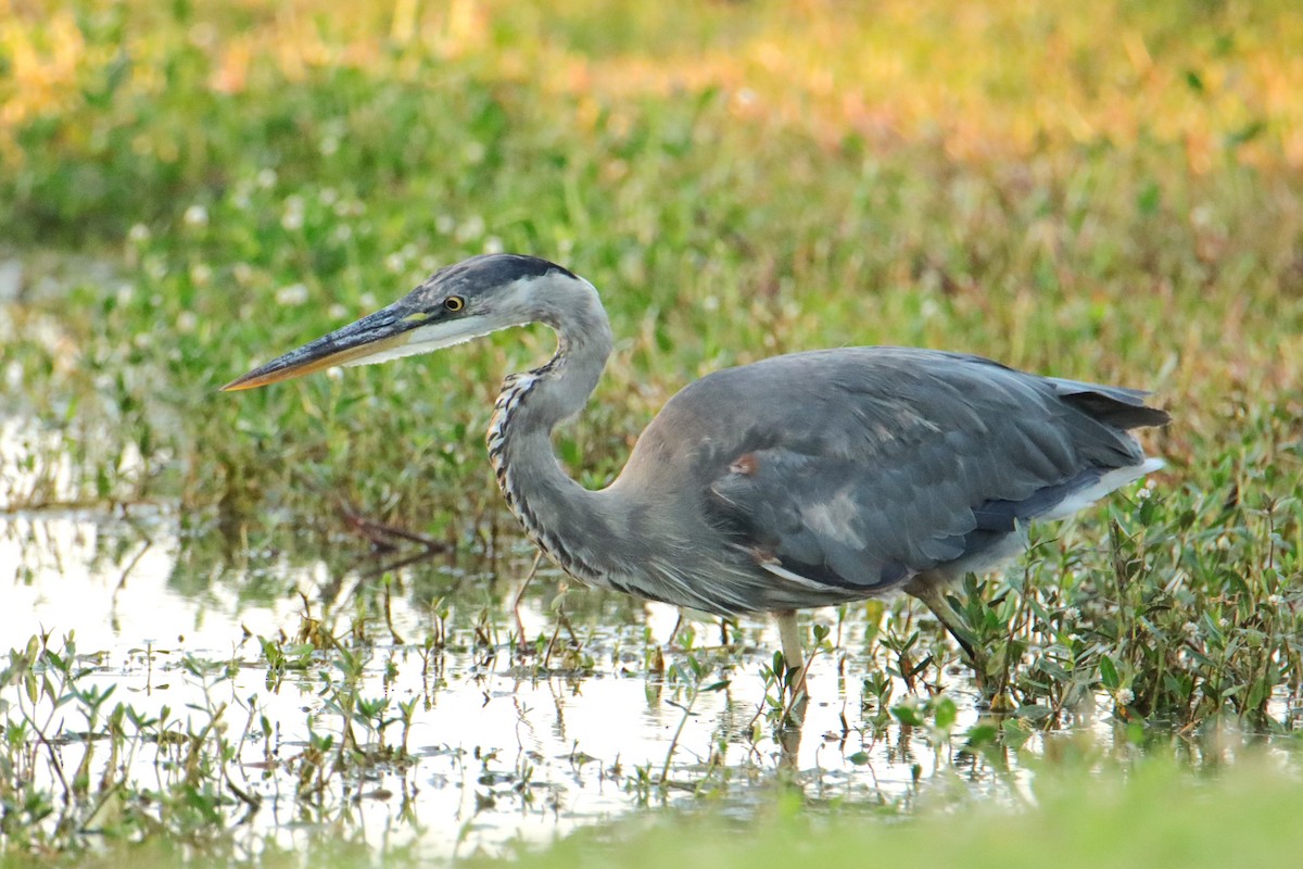 Great Blue Heron - ML620528884