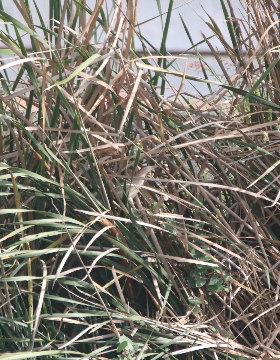 Yellow Bittern - ML620528896