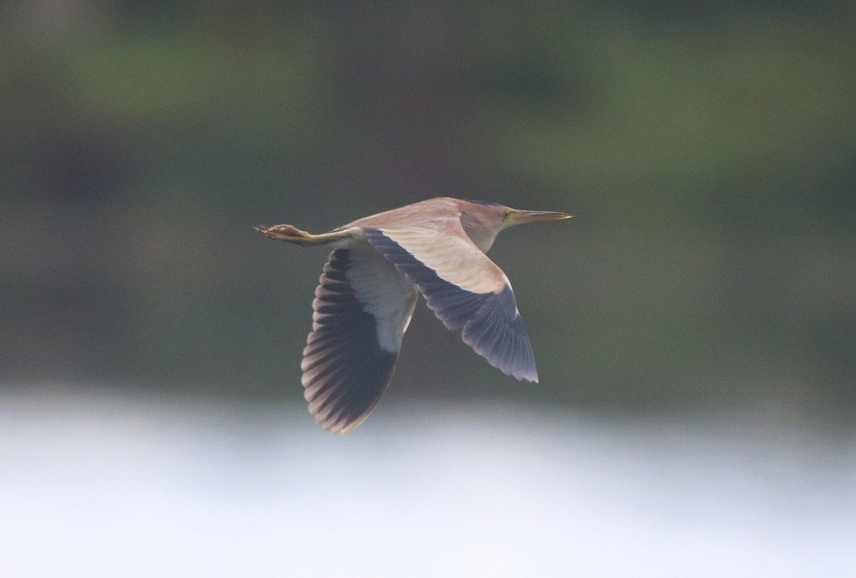 Yellow Bittern - ML620528897