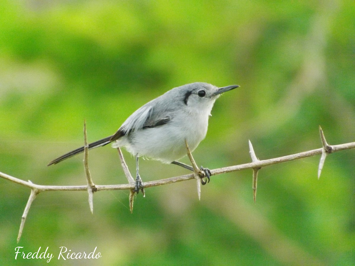 Cuban Gnatcatcher - ML620528904