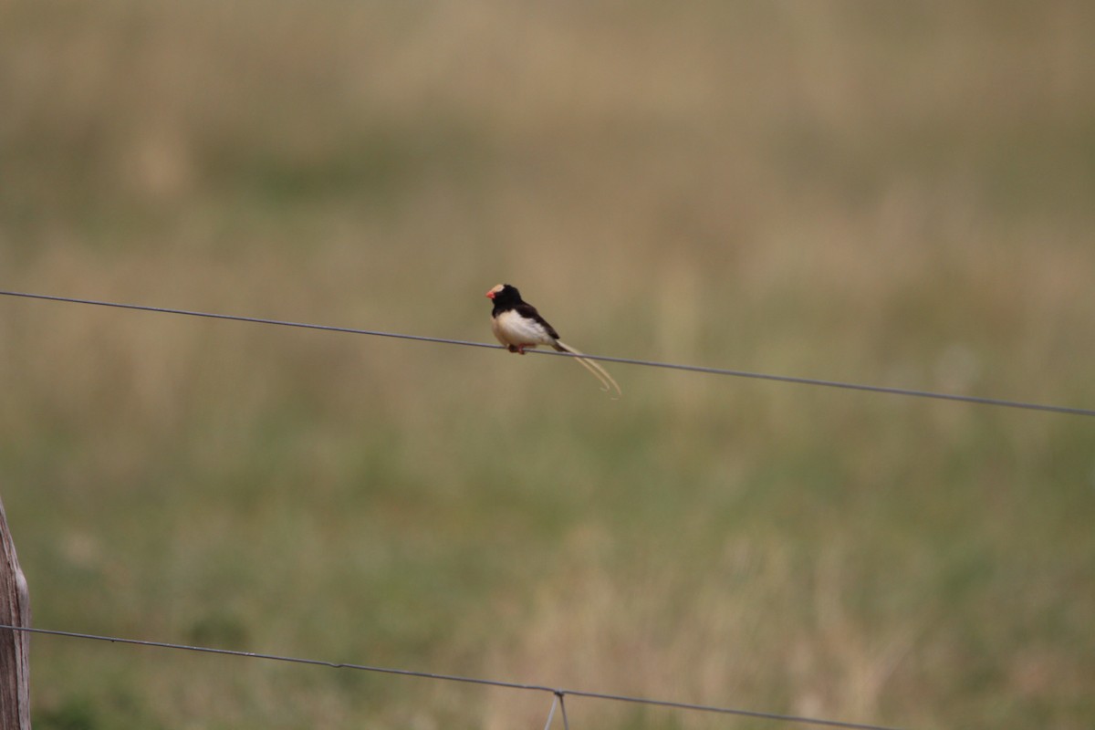 Straw-tailed Whydah - ML620528905