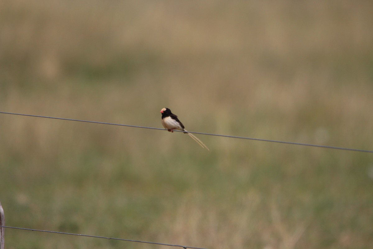 Straw-tailed Whydah - ML620528906