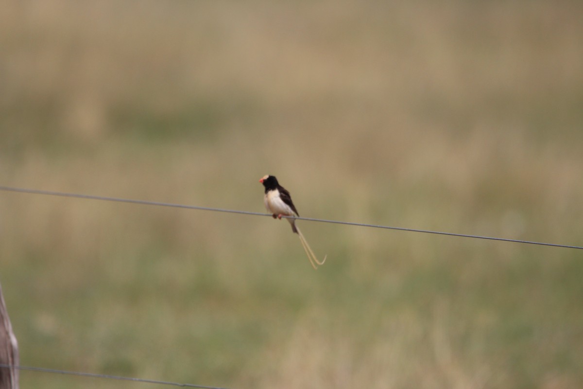 Straw-tailed Whydah - ML620528907