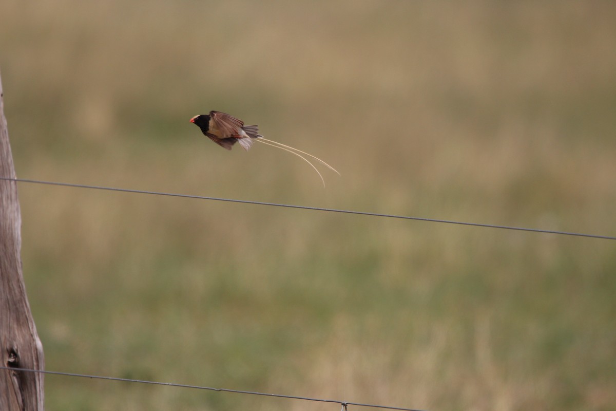 Straw-tailed Whydah - ML620528908