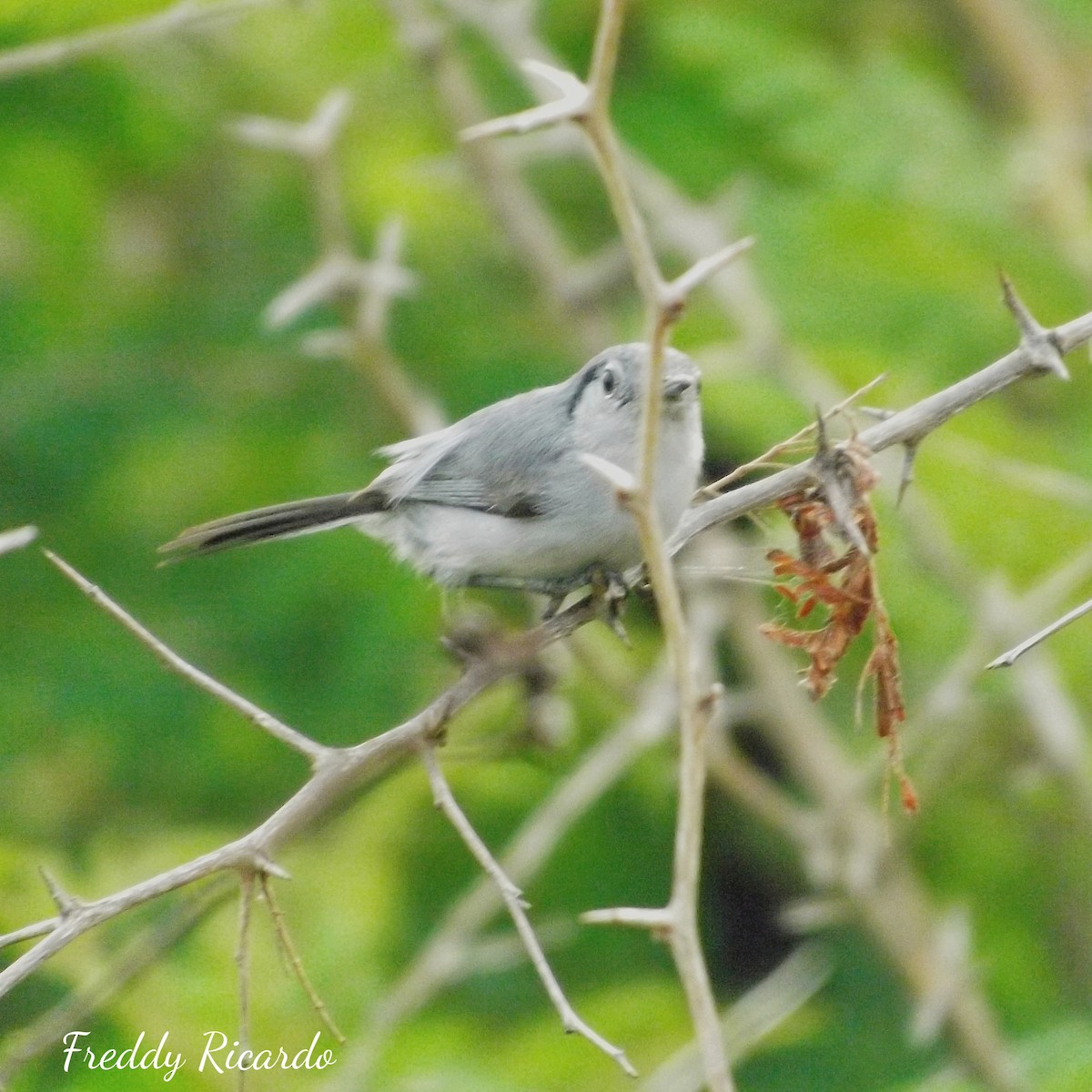 Cuban Gnatcatcher - ML620528911