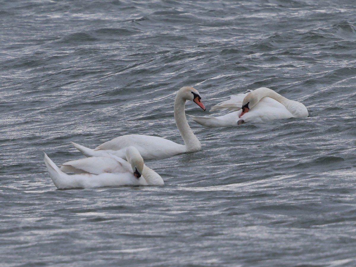 Mute Swan - ML620528913