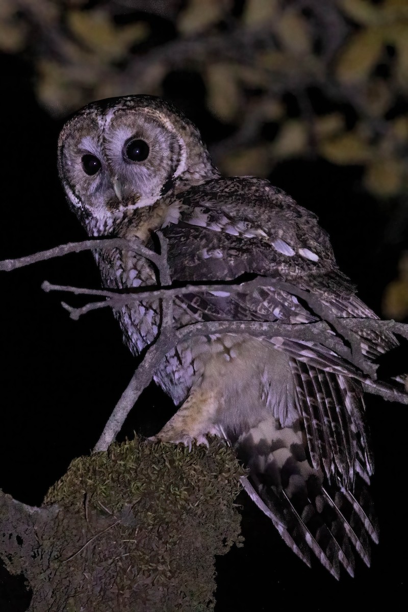 Himalayan Owl - ML620528917