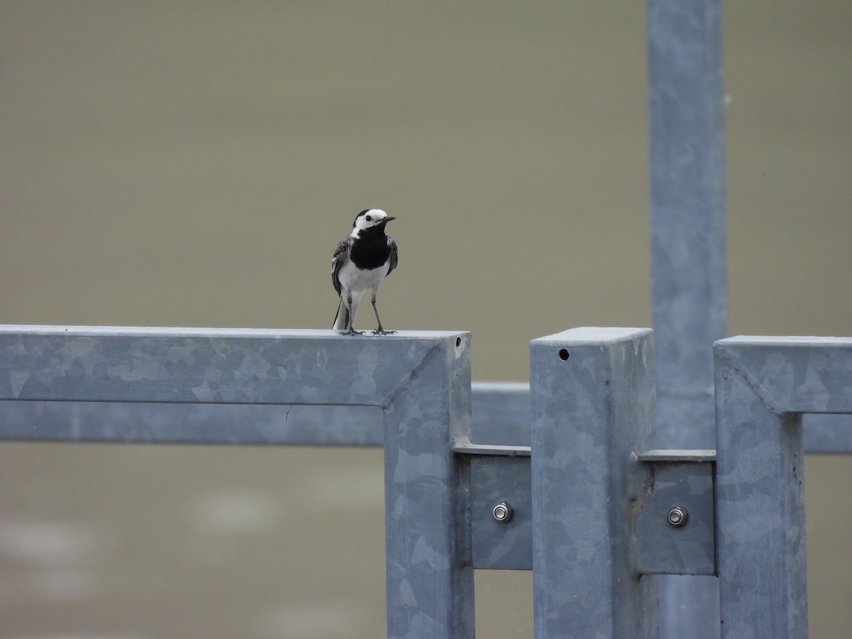 White Wagtail - ML620528918