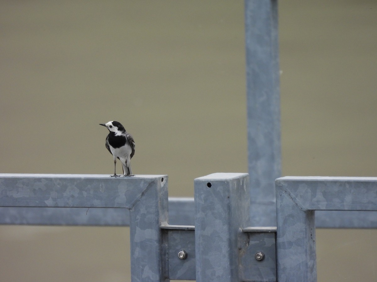 White Wagtail - ML620528919