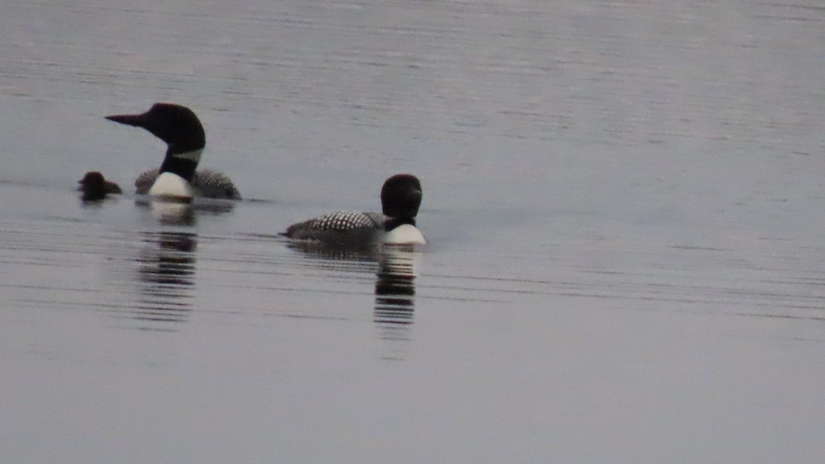 Common Loon - ML620528920