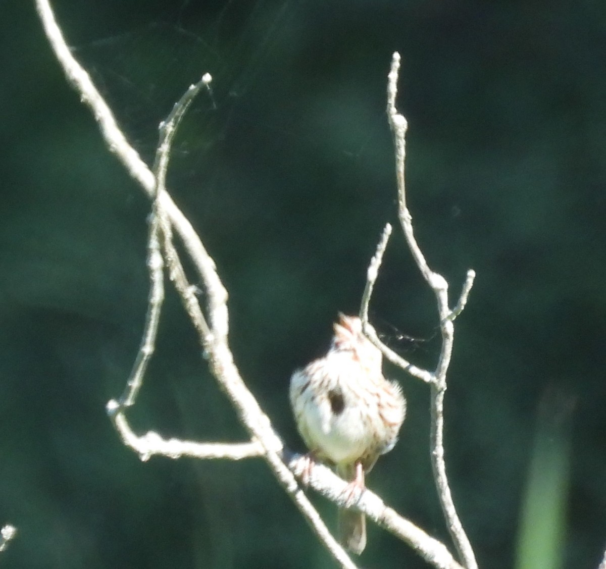 Song Sparrow - ML620528923