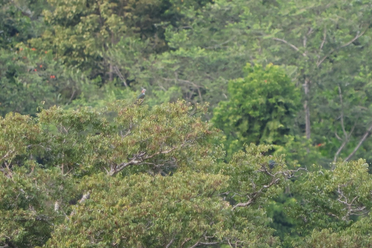 holub kovový (ssp. paulina) - ML620528926