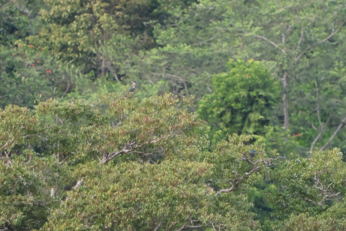 Green Imperial-Pigeon (Rufous-naped) - ML620528926