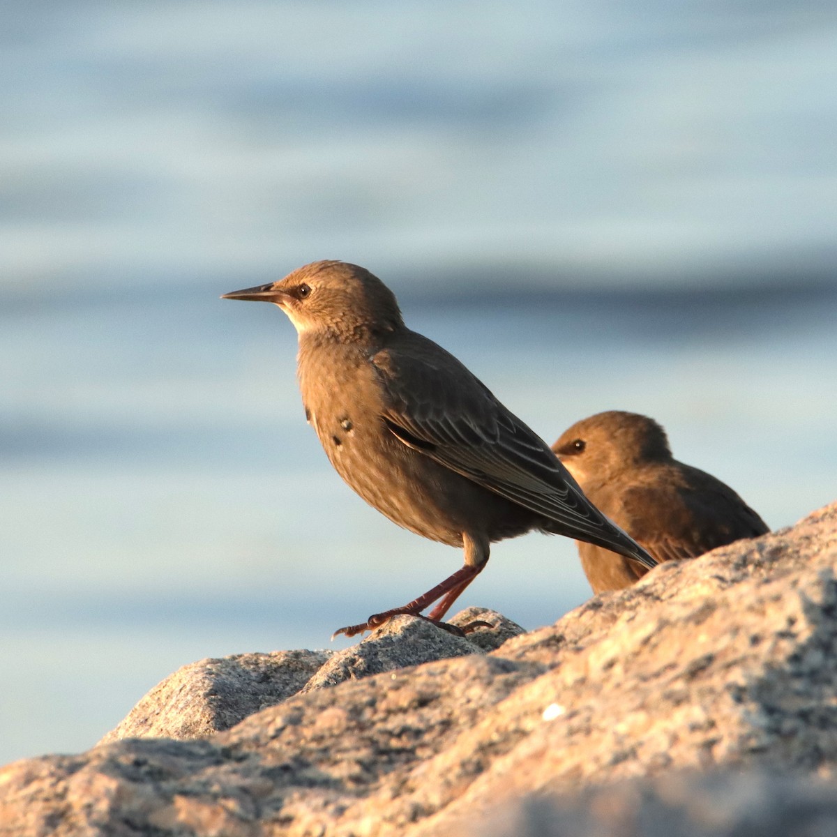 European Starling - ML620528927