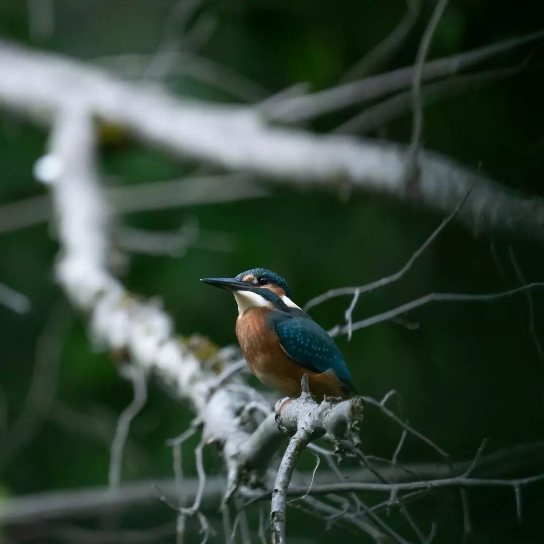 Common Kingfisher - ML620528929