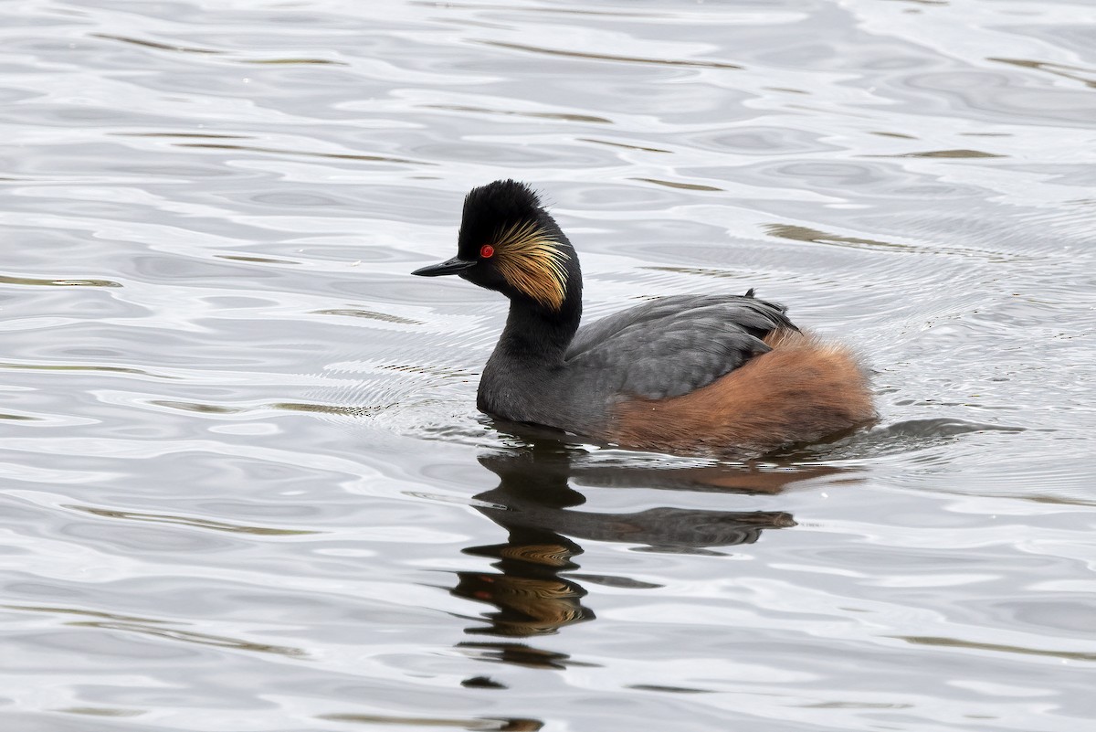 Eared Grebe - ML620528938