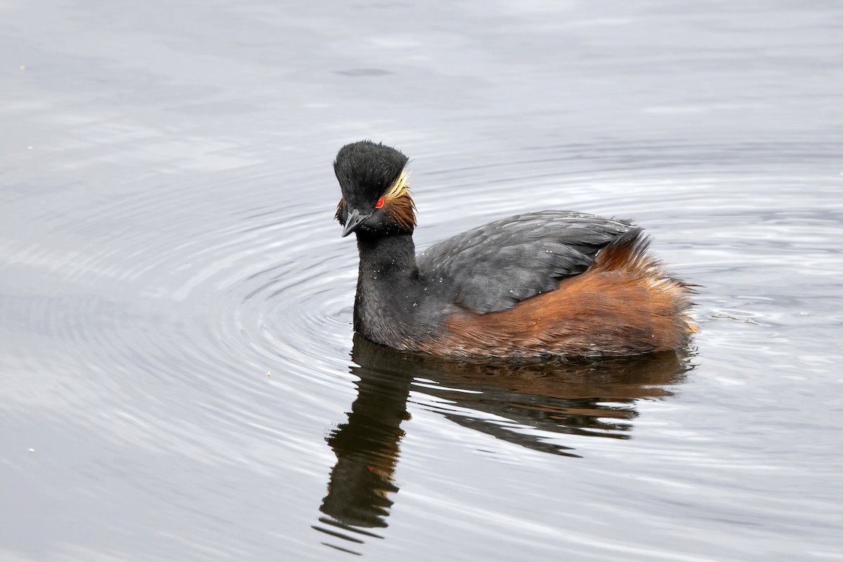 Eared Grebe - ML620528942