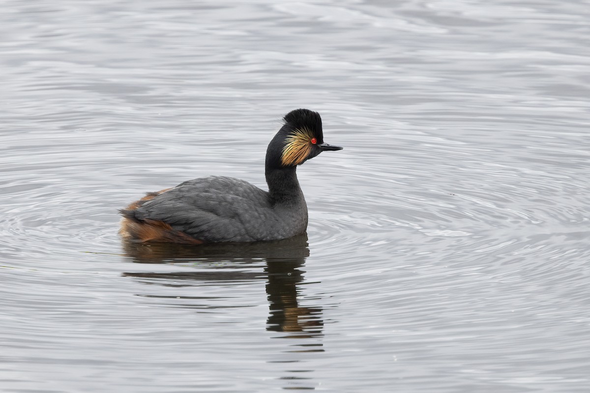 Eared Grebe - ML620528945