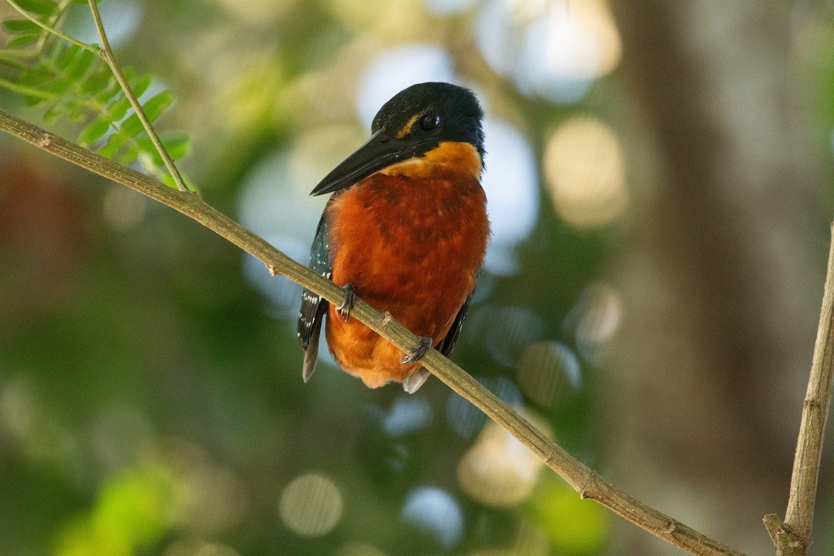 Green-and-rufous Kingfisher - ML620528948