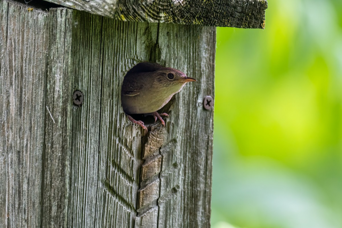 House Wren - ML620528949