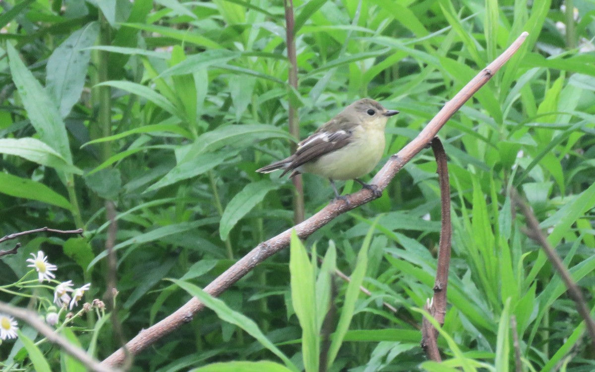 Yellow-rumped Flycatcher - ML620528951