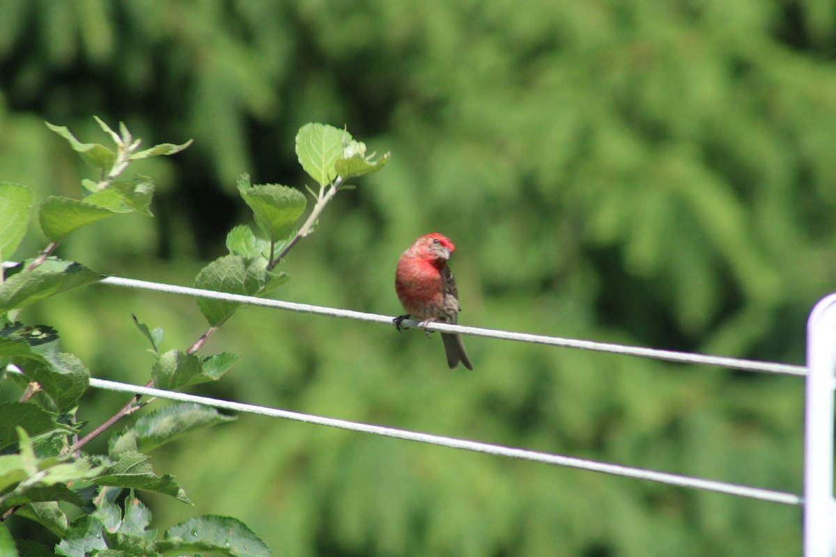 House Finch - ML620528952