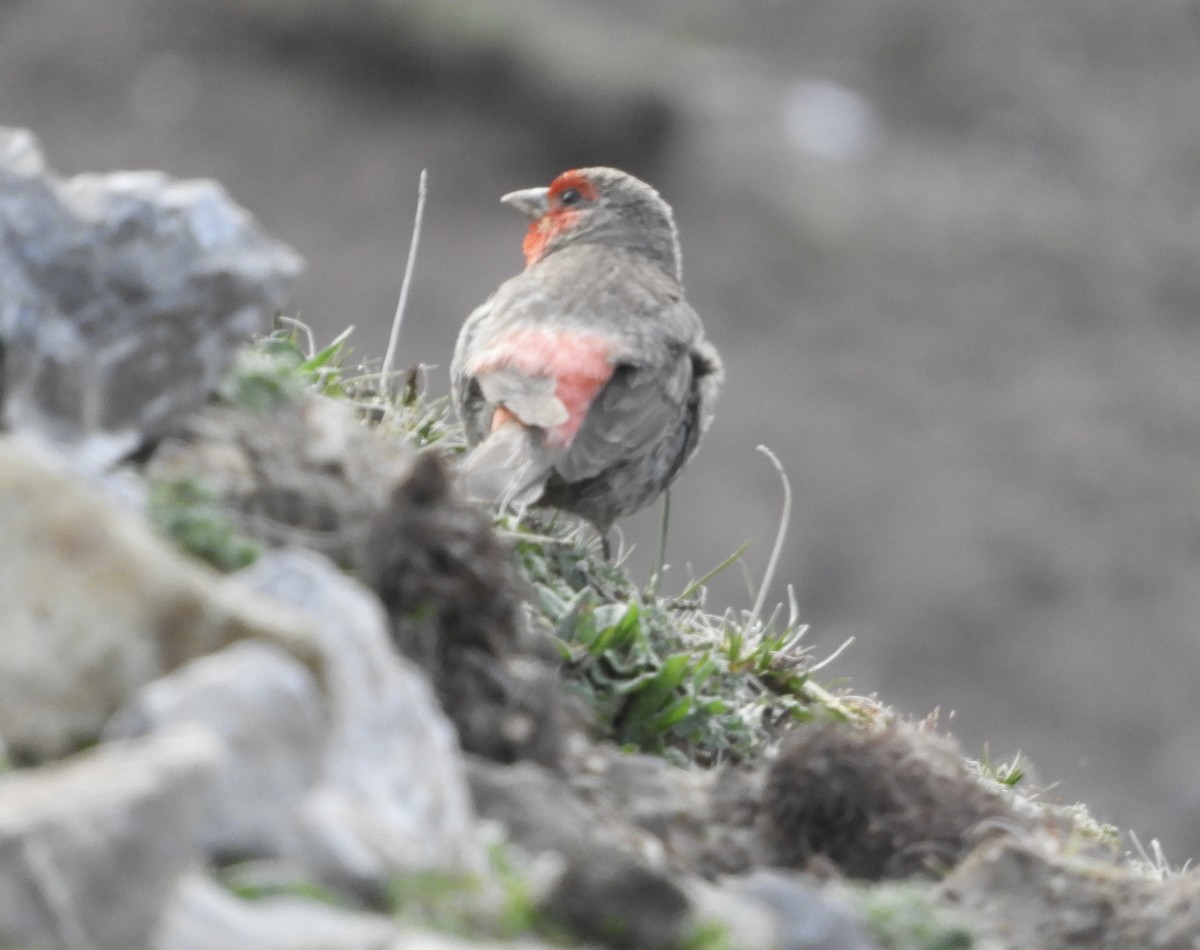 Red-fronted Rosefinch - ML620528958