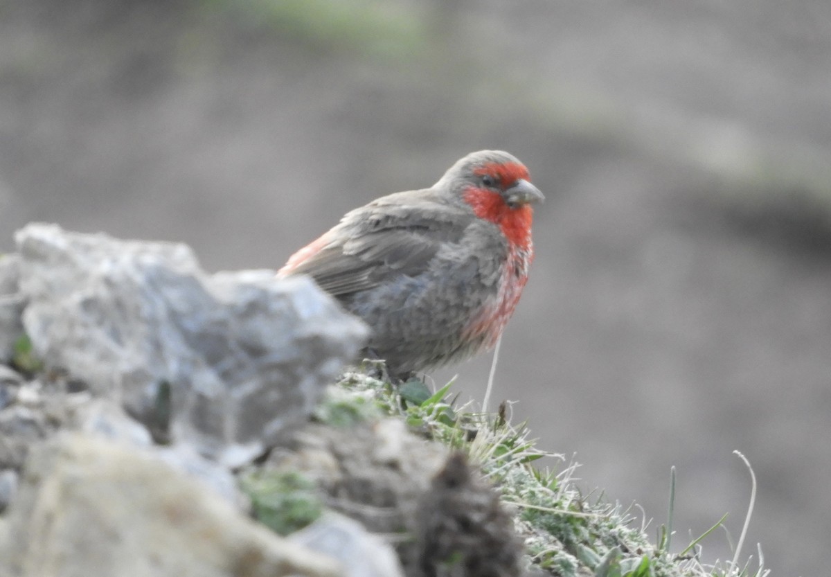Red-fronted Rosefinch - ML620528959