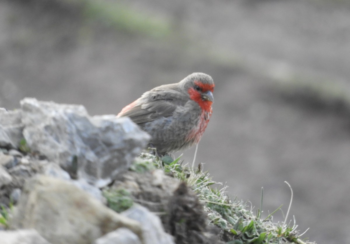 Red-fronted Rosefinch - ML620528960