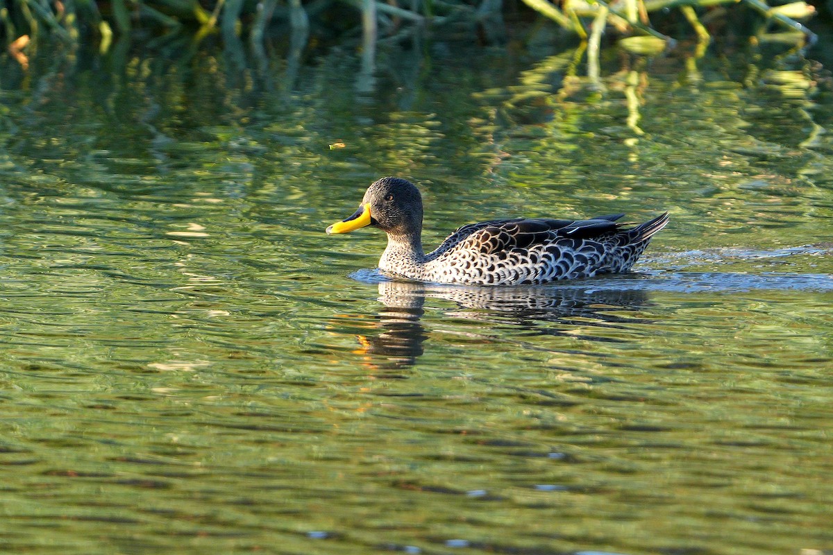 Yellow-billed Duck - ML620528962