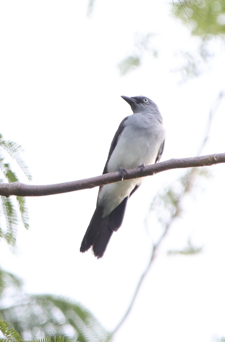 White-rumped Cuckooshrike - ML620528964