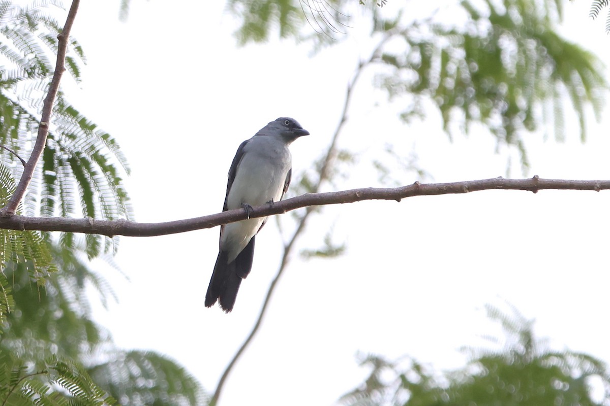 White-rumped Cuckooshrike - ML620528965