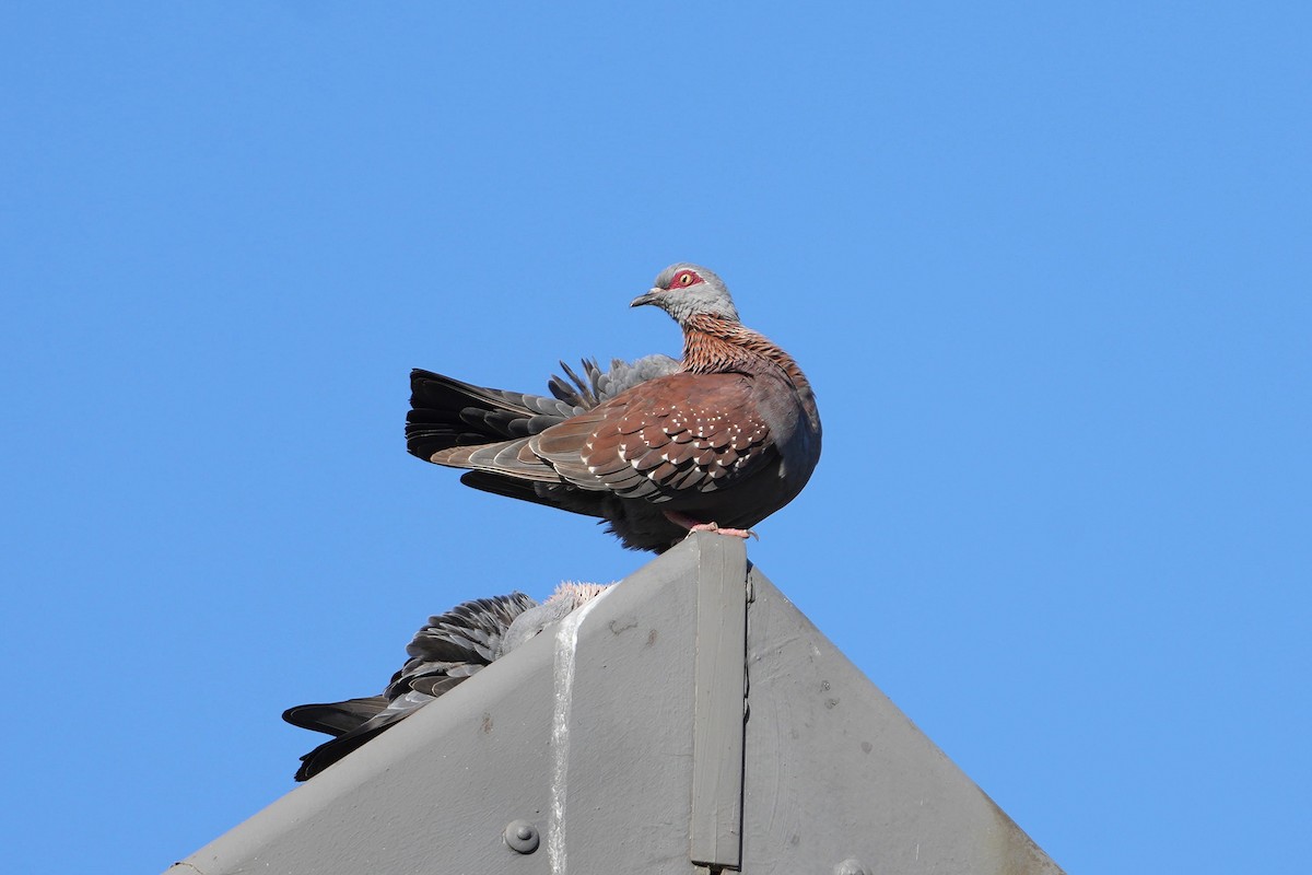 Speckled Pigeon - ML620528966