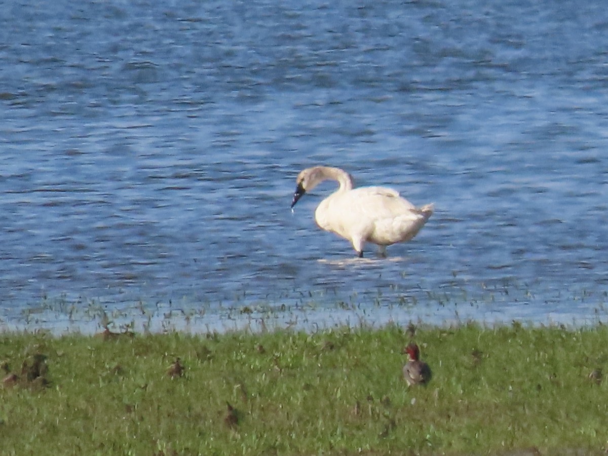 Trumpeter Swan - ML620528968