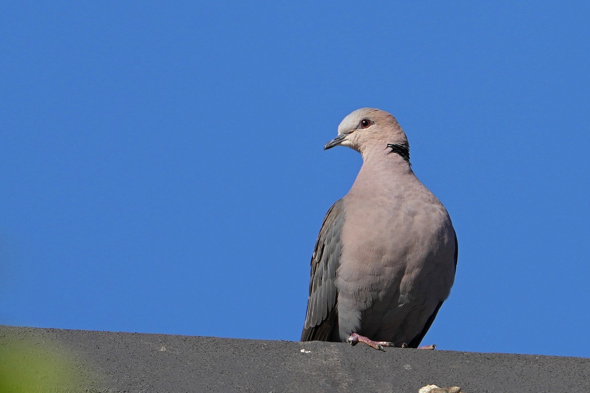 Red-eyed Dove - ML620528969